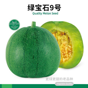 绿宝石9号绿皮甜瓜种子种籽苗秧香瓜春季 蔬菜秧苗种苗孑 南方四季