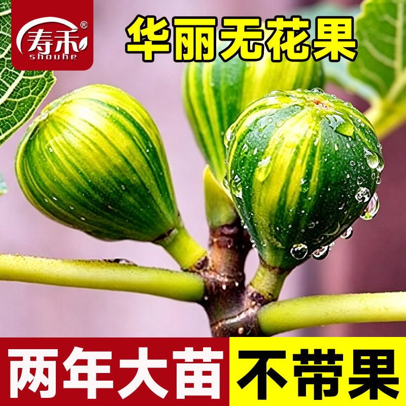 无花果树果苗带土四季果盆栽种植苗特大华丽不带果树苗大苗树苗