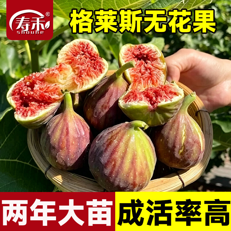 两年带土无花果树果苗四季盆栽种植苗特大格莱斯丰产黄树苗大苗