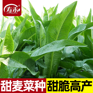 尖叶甜麦菜种子种籽青菜籽种油麦菜四季菜种苦麦菜菜籽秧苗秋后