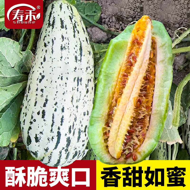 酥蜜龙甜瓜种子香瓜种籽孑四季羊角酥蜜牛角蜜瓜大全超甜脆瓜种籽