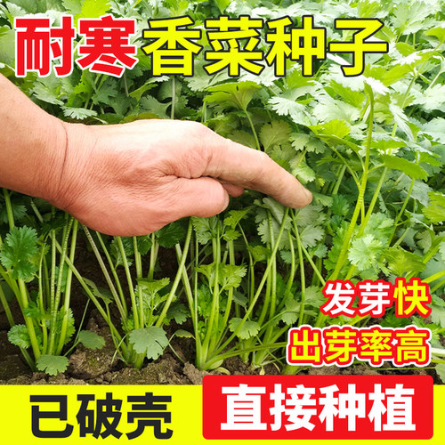 免破壳香菜种子耐寒出芽快
