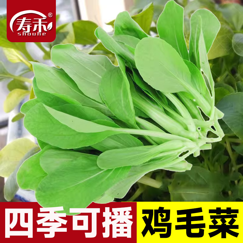 四季上海鸡毛菜种子阳台盆栽