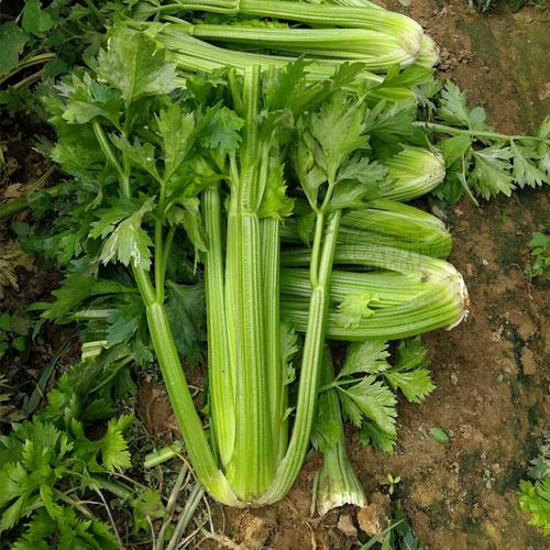 四季芹菜种子盆栽苗根苗