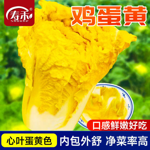 鸡蛋黄大白菜种子寿禾四季