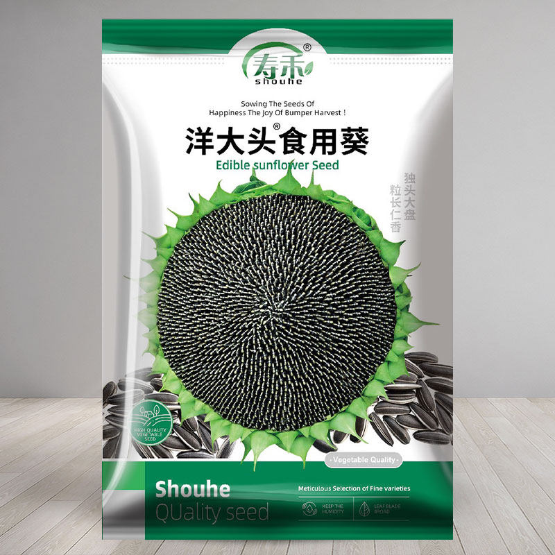 洋大头食用向日葵种子种籽苗秧矮葵花油葵盆栽观赏孑花苗活苗种子