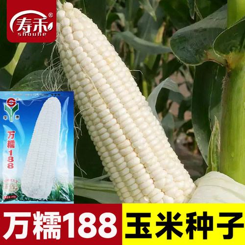 万糯188白甜糯玉米种子甜味糯粘糯高产杂交优质特大甜玉米种籽孑