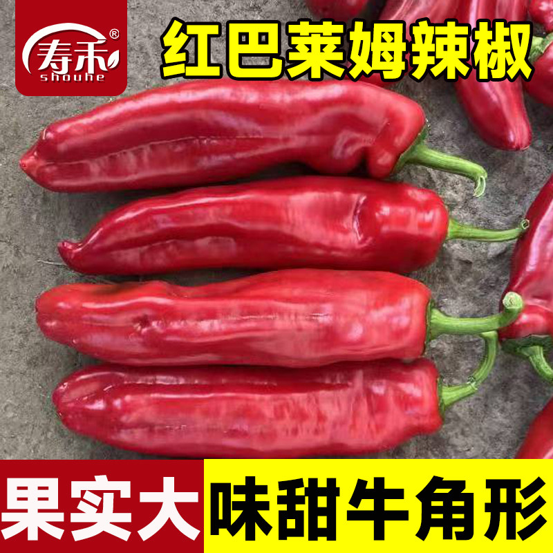 辣椒种子红巴莱姆牛角椒种籽菜籽苗秧秧苗甜椒种植四季蔬菜孑籽种图片