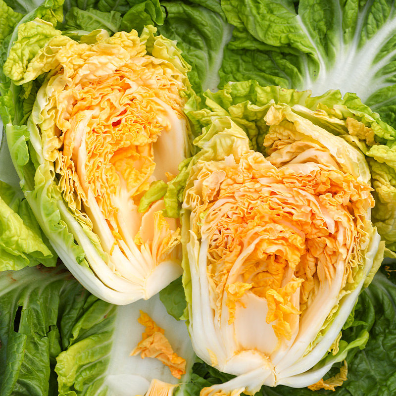 山东火凤凰白菜种子种籽孑籽种秋季冬季红心菜籽大全过年黄心白莱