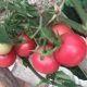 Семена розовых томатов 50 капсул/пакет