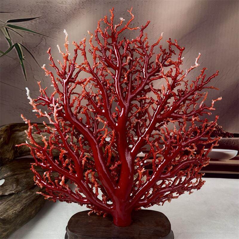 天然阿卡赤血红珊瑚树大摆件620克原色有机宝石阿卡沙丁科西嘉