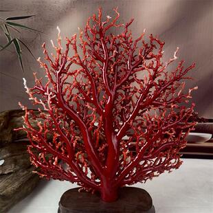 天然阿卡赤血红珊瑚树大摆件620克原色有机宝石阿卡沙丁科西嘉