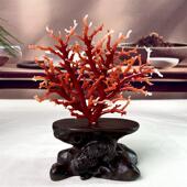 天然阿卡珊瑚树摆件69.2克原色有机宝石阿卡沙丁赤血红科西嘉速