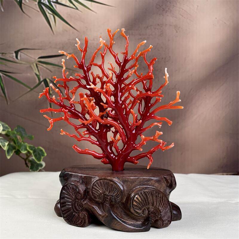 天然阿卡赤血红珊瑚树摆件81.8克有机宝石阿卡沙丁赤血红科西嘉