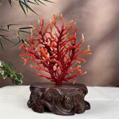 天然阿卡赤血红珊瑚树摆件81.8克有机宝石阿卡沙丁赤血红科西嘉速