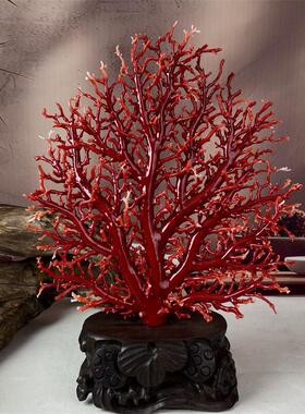 天然阿卡赤血红珊瑚树摆件502.6克宝石阿卡沙丁牛血红科西嘉速