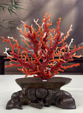 天然阿卡赤血红珊瑚树摆件日本牛血红拼接枝型火树银花87.4克颂