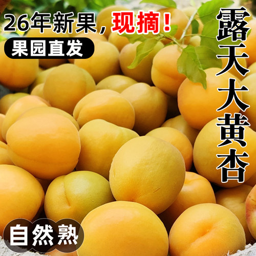 大黄杏！酸脆爽口！树上熟！