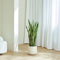 The golden-edge tiger tail lanula potted plant is a lazy plant for indoor living room and office to absorb formaldehyde. It is a large Nordic green plant thumbnail 4
