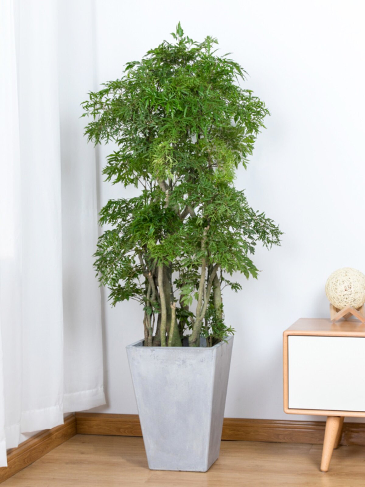 翡翠湾福禄桐大盆栽福禄寿羽叶盆景室内大型植物乔迁开张送礼绿植