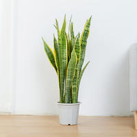The golden-edge tiger tail lanula potted plant is a lazy plant for indoor living room and office to absorb formaldehyde. It is a large Nordic green plant thumbnail 7