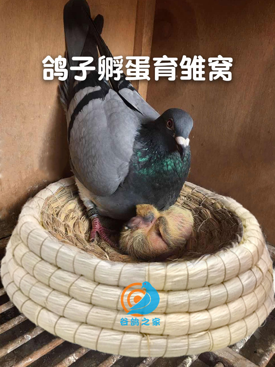 鸽巢窝鸽子窝草窝防侧翻鹌鹑窝赛鸽信鸽用品用具草编鸽具鸟窝鸟巢