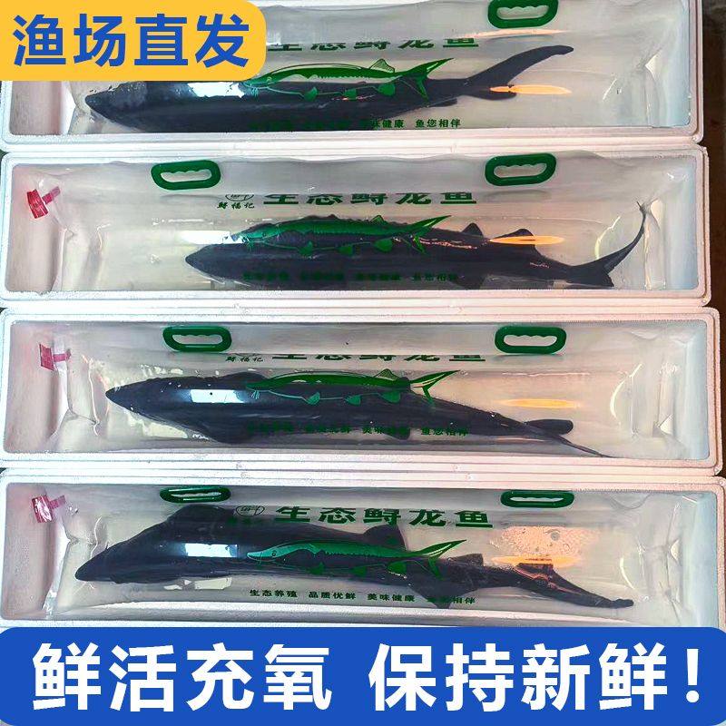 （3斤)鲟龙鱼鲟鳇鱼鲜活发货顺丰快递礼品鱼软骨淡冷水中华鱼鲜活