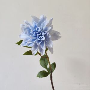 梦幻色彩手感保湿大丽花