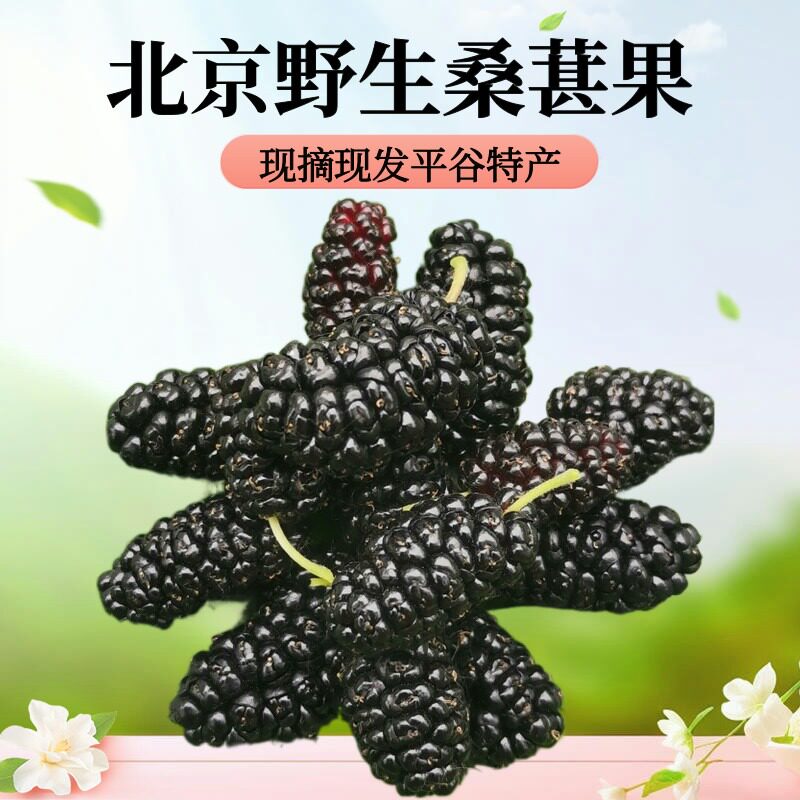 北京野生黑桑葚新鲜水果现摘现发生吃做桑葚汁酒膏果干甜顺丰包邮