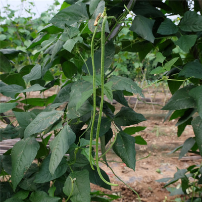 农家现摘新鲜长豇豆特产鲜嫩