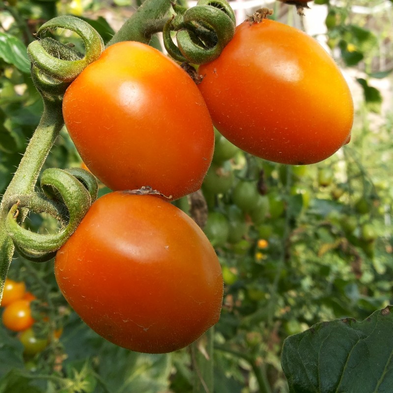北京农家新鲜蔬菜小番茄西红柿