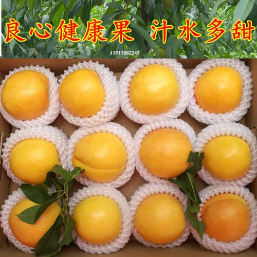 北京平谷现货黄心金色汁多油桃