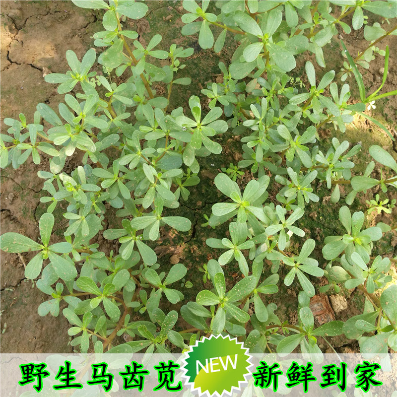北京现挖马齿苋蔬菜特产