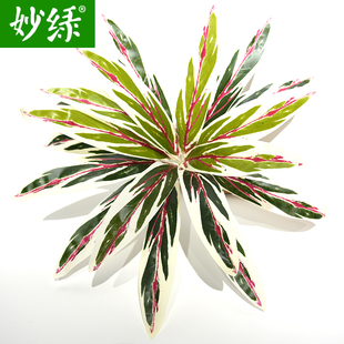 饰小把 仿真植物墙针叶大叶子配草假绿植塑料背景墙搭配造景装