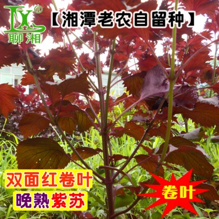 10棵可食用紫苏苗双面全紫湖南本地紫苏叶苗带土球易成活阳台种植