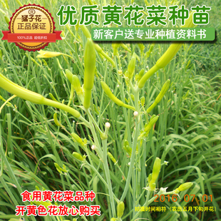 【黄花菜种子种苗--猛子花中熟】金针菜/忘忧草/黄花菜种子种苗根