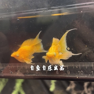 越系钻石眼玛丽球水墨斑马黄金玛丽钻石热带淡水观赏鱼活体种鱼苗