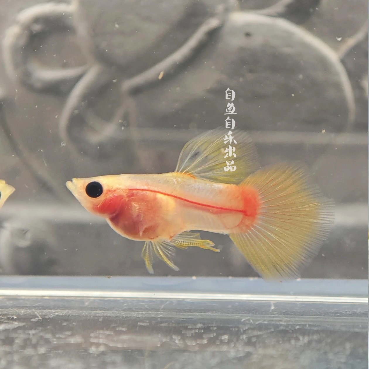 新品越南玻璃猫幻彩玻璃猫黄金玻鱼