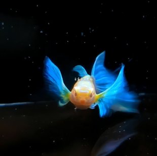 赛线粗腰金背 蓝白欧翼飞船孔雀鱼 紫白孔雀鱼精品纯种小型热带鱼