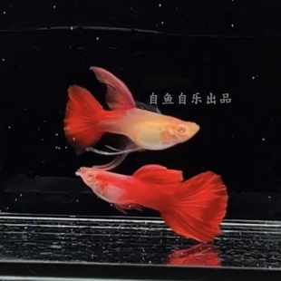 血红孔雀鱼蝶翼大c精品大尾孕母临产热带鱼水草观赏活胎生鱼