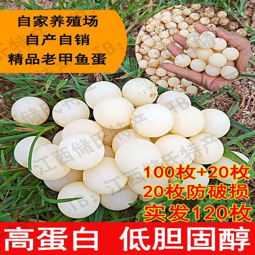 【100枚送20枚】农家新鲜食用甲鱼蛋宝宝辅食营养美味老鳖乌龟蛋
