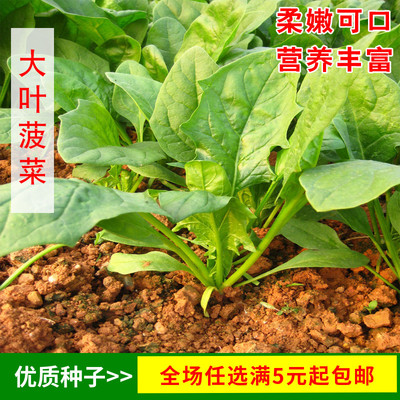 大叶菠菜种子春秋播易种好吃