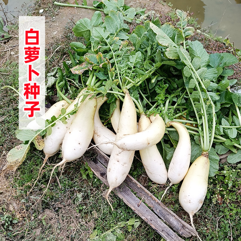 早迟白萝卜种子好吃易种