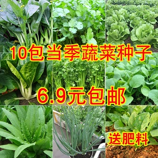 蔬菜种子套餐香葱小白菜生菜香菜心阳台菜种籽孑大全春季 10种四季