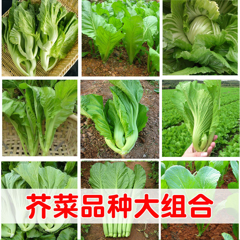 客家芥菜客家芥菜种子包心甜芥图片