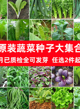 四季播蔬菜种子大全香生菜油麦菜心萝卜芥菠菜小白菜茼蒿韭冬籽孑