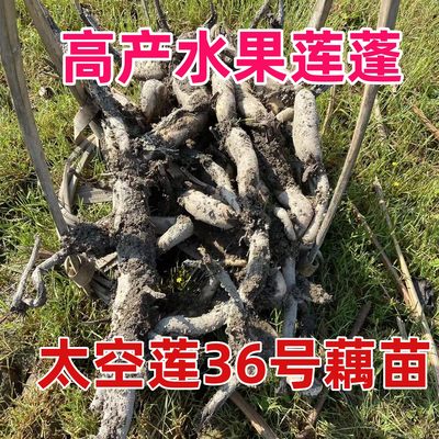 藕苗藕种太空莲36号高产莲子种苗红花白花莲荷花水果莲蓬专用藕苗