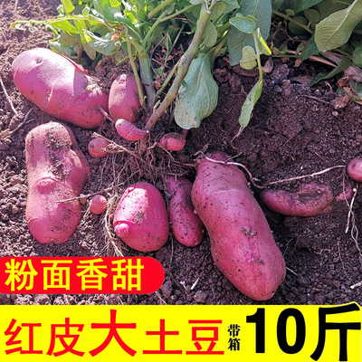 现挖现发福奶奶红皮黄心土豆