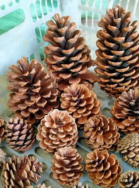 天然松果松塔圣诞装饰摆件幼儿园环创手工diy材料超大松果球干花