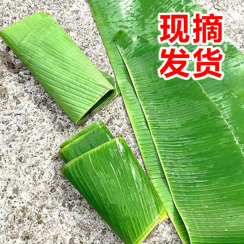 广东香蕉叶新鲜芭蕉叶糍粑垫饼叶